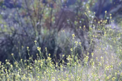 DSC_2022 (Large).JPG